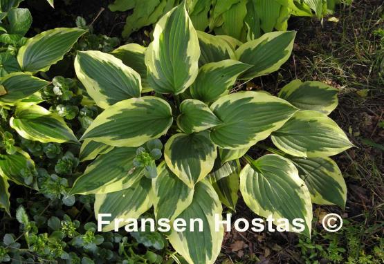 Hosta Christmas Charm